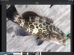 Mycteroperca microlepis