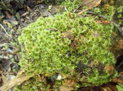 Rhodobryum