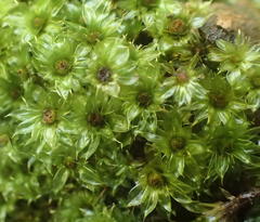 Rhodobryum