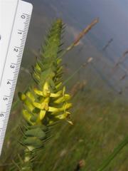 Endonema lateriflora