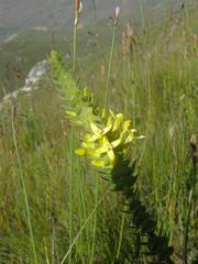Endonema lateriflora