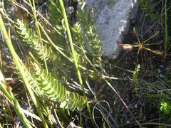 Endonema lateriflora