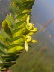 Endonema lateriflora