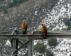 Buteo rufinus cirtensis