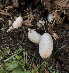 Coluber constrictor priapus