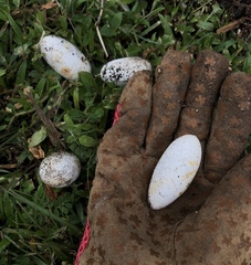 Coluber constrictor priapus