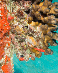 Cirrhitichthys oxycephalus