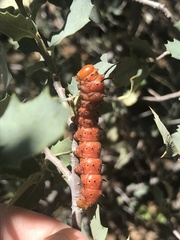 Anisota oslari
