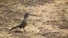 Cercotrichas coryphoeus coryphoeus