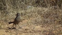 Cercotrichas coryphoeus coryphoeus