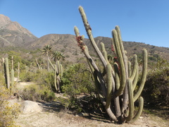 Trichocereus chiloensis chiloensis