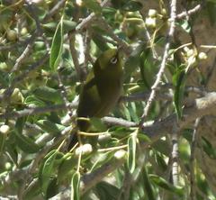 Zosterops pallidus