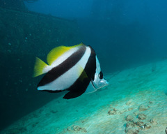 Heniochus acuminatus