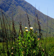 Protea mundii