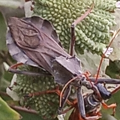Arilus cristatus