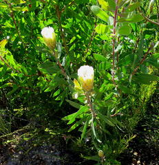 Protea mundii