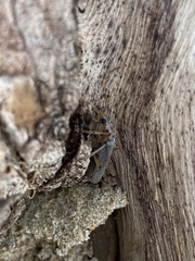 Copidita quadrimaculata