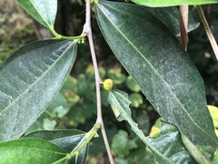 Ficus irisana