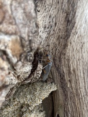Copidita quadrimaculata