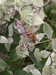 Arilus cristatus