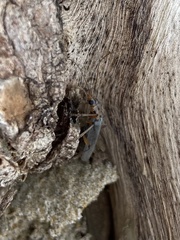 Copidita quadrimaculata