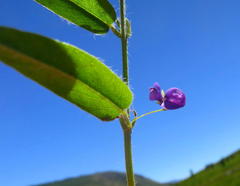 Psoralea asarina