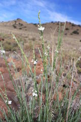 Gomphostigma virgatum