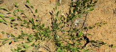 Psoralea asarina