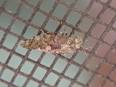 Myopsocidae