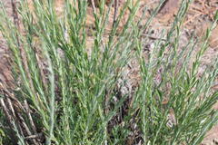 Gomphostigma virgatum