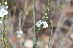 Gomphostigma virgatum