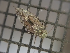 Myopsocidae
