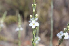 Gomphostigma virgatum