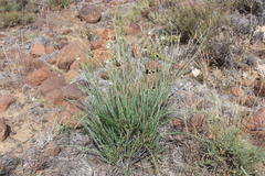 Gomphostigma virgatum