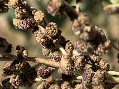 Cyclachaena xanthiifolia