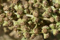 Cyclachaena xanthiifolia