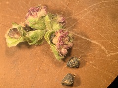 Cyclachaena xanthiifolia