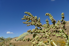 Cyclachaena xanthiifolia