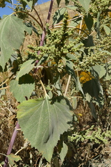 Cyclachaena xanthiifolia