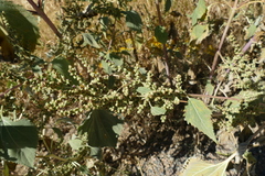 Cyclachaena xanthiifolia