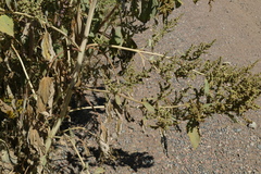 Cyclachaena xanthiifolia