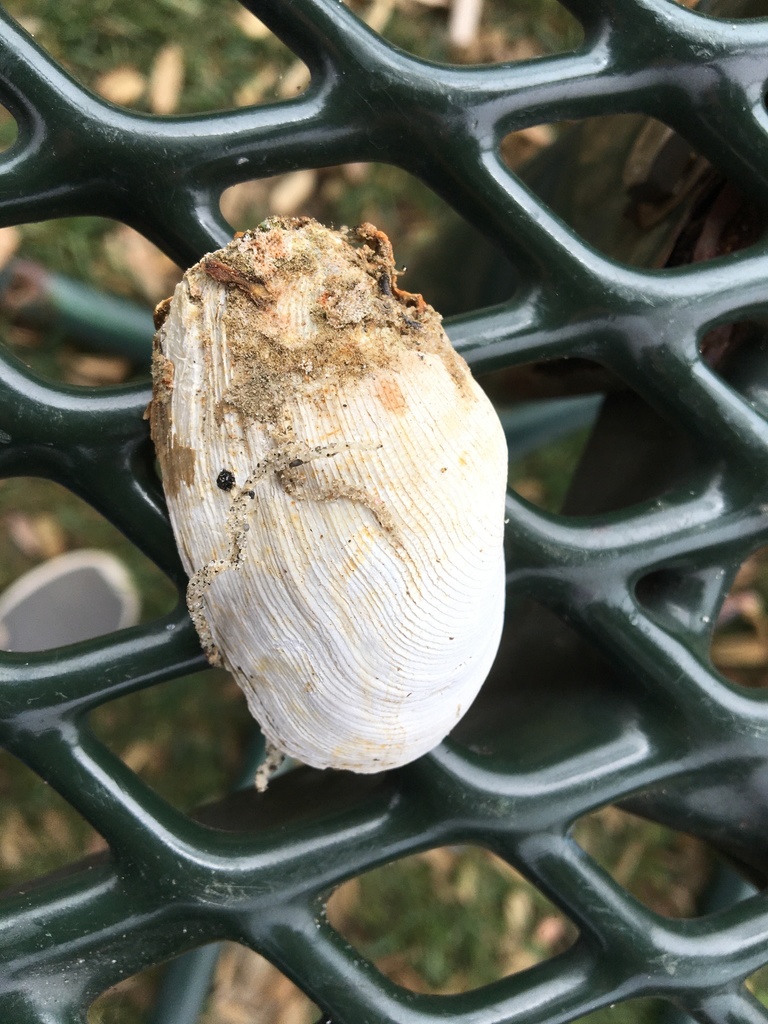 boring softshell