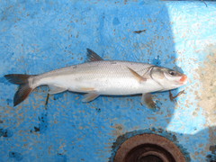 Mylocheilus caurinus