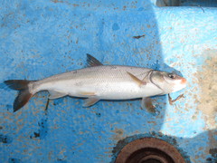 Mylocheilus caurinus