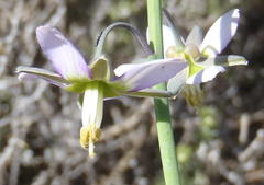 Heliophila cornuta squamata