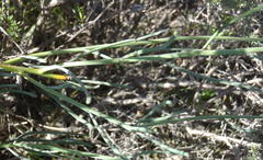 Heliophila cornuta squamata