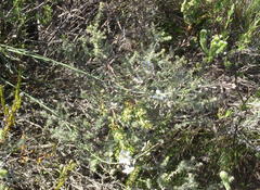 Heliophila cornuta squamata