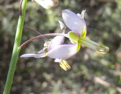 Heliophila cornuta squamata