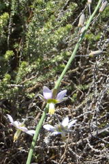 Heliophila cornuta squamata