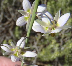 Heliophila cornuta squamata